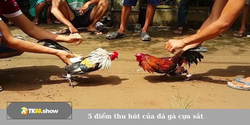 5 điểm thu hút của đá gà cựa sắt 