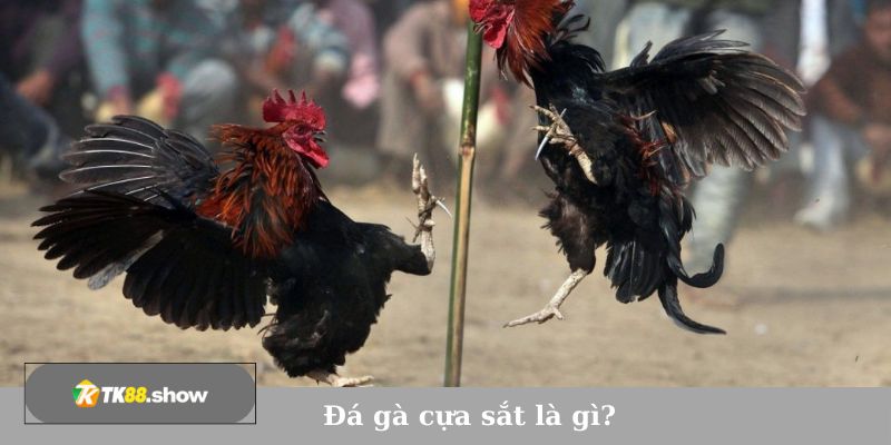 Đá gà cựa sắt là gì?