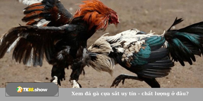 Xem đá gà cựa sắt uy tín - chất lượng ở đâu?