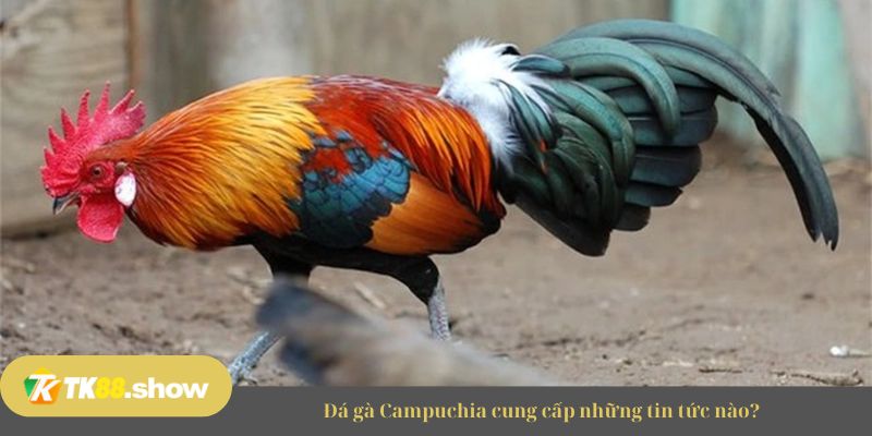 Đá gà Campuchia cung cấp những tin tức nào?