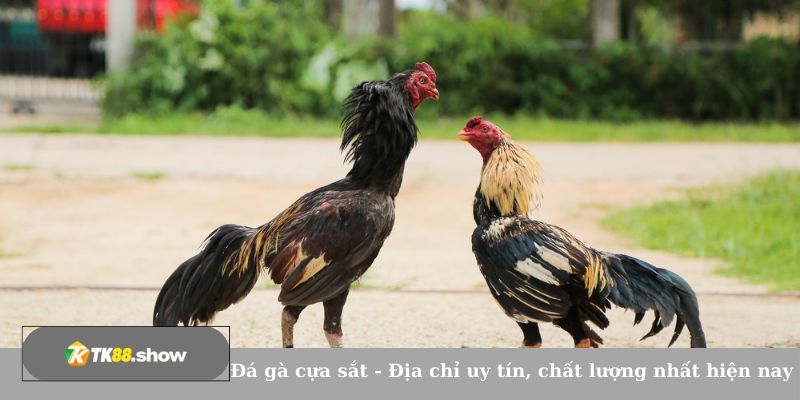 Đá gà cựa sắt - Địa chỉ uy tín, chất lượng nhất hiện nay